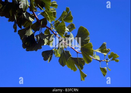 L'arbre de ginkgo et de feuilles Photo par Andrew Hasson le 1er septembre 2008 Banque D'Images