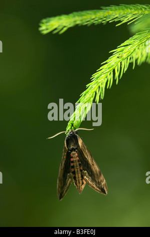 Adoult Sphinx ligustri troène (sphynx) sur l'épinette de Norvège (Picea abies) Banque D'Images