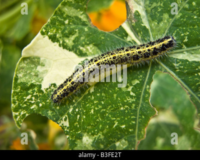 Grande chenille de Pieris brassicae blanc manger des feuilles de capucine variété Alaska en Septembre Banque D'Images