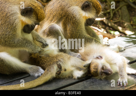 Les singes verts (Cercopithecus aethiops), réserve animalière de la Barbade Banque D'Images