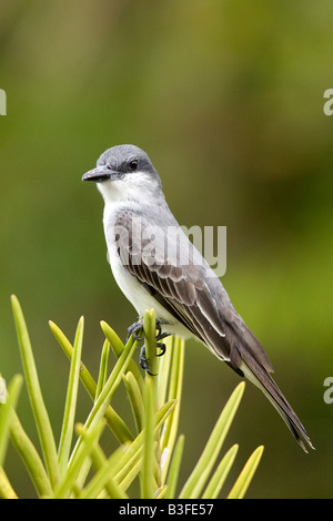 Gray Tyran tritri (Tyrannus dominicensis), Barbade Banque D'Images