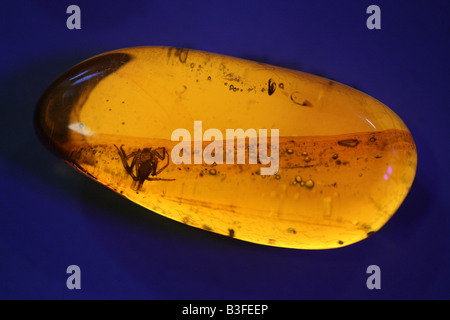 L'ambre dominicaine avec les insectes dans le musée Mundo del Ambar à Santo Domingo, République Dominicaine Banque D'Images