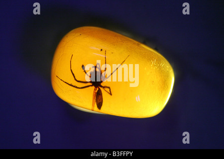 L'ambre dominicaine avec les insectes dans le musée Mundo del Ambar à Santo Domingo, République Dominicaine Banque D'Images