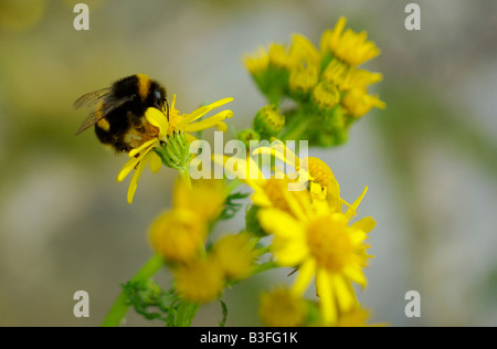 Une abeille collectant le pollen de l'armoise Banque D'Images