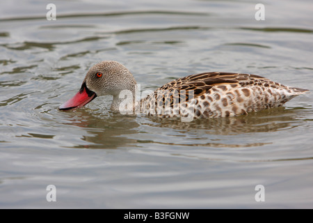 Canard du cap, Anas capensis, l'eau potable Banque D'Images