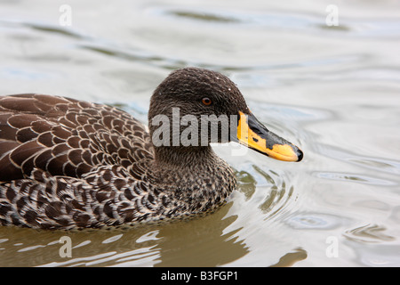 Yellowbill africaine, canard Anas undulata undulata Banque D'Images