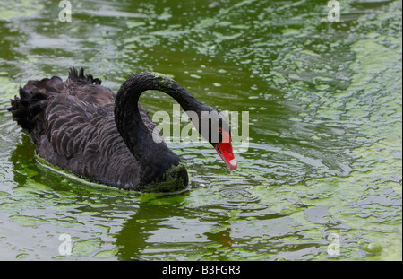 Black Swan, Cygnus atratus, nager dans l'eau de bassin recouvert d'algues Banque D'Images