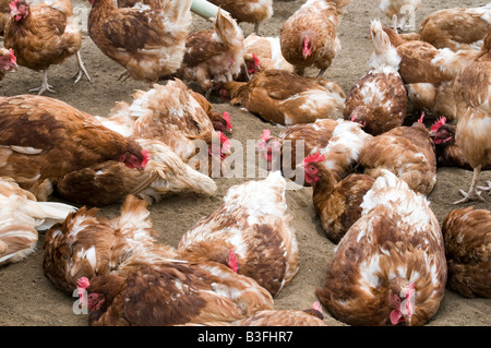 Poulet poule poulets Freerange volaille poules des œufs d'oiseaux de ferme agriculteur agriculture production alimentaire des oiseaux picorant peck shed scr Banque D'Images