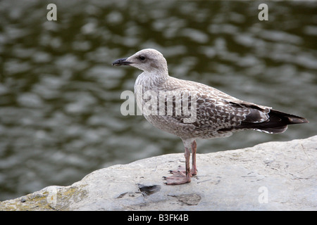 Les jeunes harengs, Larus argentatus Banque D'Images