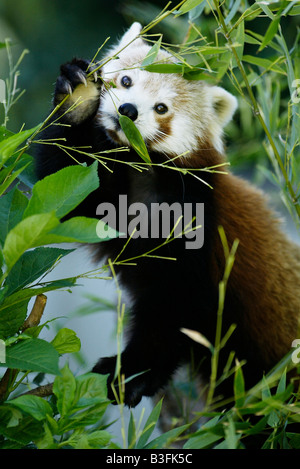 Panda Ailurus fulgens Panda rouge Banque D'Images