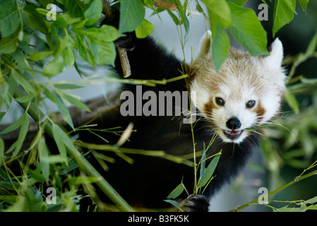 Panda Ailurus fulgens Panda rouge