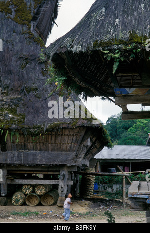 Karo batak scène house village lingga sumatra indonésie Banque D'Images