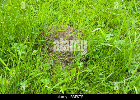 Un nid de fourmis dans l'herbe. Banque D'Images