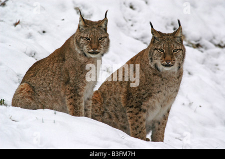 Europaeischer Luchs Felis lynx Lynx Allemagne Banque D'Images