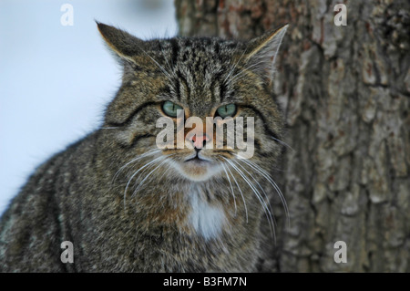 Europäische Wildkatze männlich Felis silvestris Chat Sauvage commun homme Baden Württemberg Deutschland Allemagne Banque D'Images