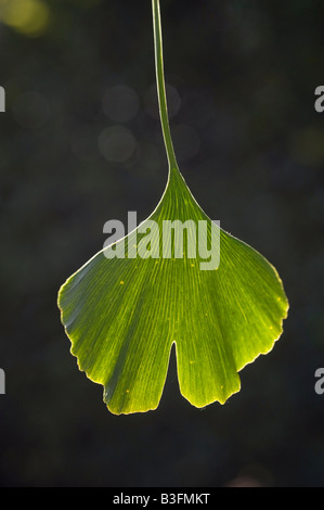 L'arbre de ginkgo et de feuilles Photo par Andrew Hasson le 1er septembre 2008 Banque D'Images