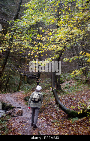 Promenades à travers son chien femelle épaisses forêts solitaires Banque D'Images