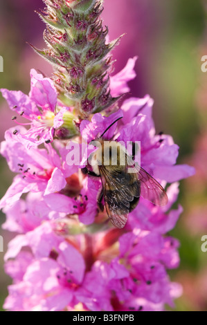 Bumblebee sur la salicaire fleurs Banque D'Images