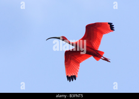 Ibis rouge (Eudocimus ruber) en vol Banque D'Images