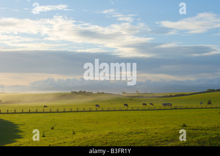 Vaches qui paissent dans misty field à l'aube. Banque D'Images