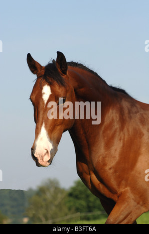 Cheval Warmblood Holstein allemagne Banque D'Images