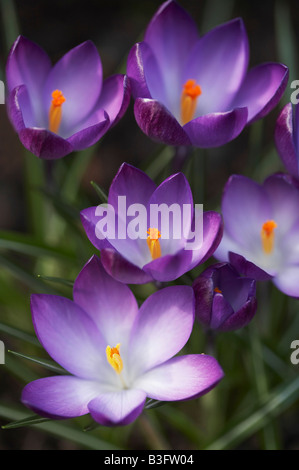 Crocus tommasinianus Ruby Giant Banque D'Images