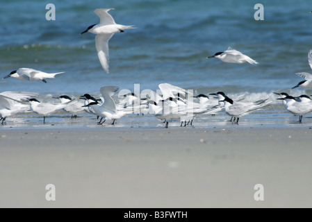 Gelochelidon nilotica nilotica sterna nilotica gull sterne de Dougall à gullbilled sterne marsh Banque D'Images