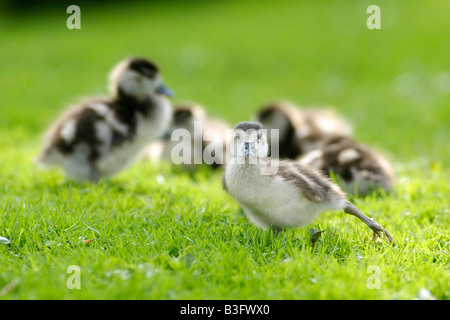 Egyptian goose oie nul Banque D'Images