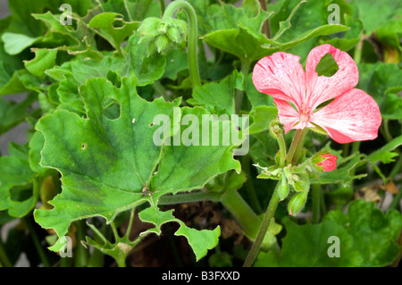 De graves dommages à un caterpillar Géranium rose fleurs et plantes en Août Banque D'Images