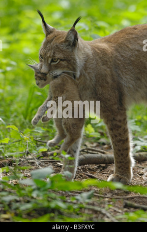 Europäischer Luchs Weibchen Jungtier mit Felis lynx Lynx femelle avec cub Bayern Bavière Deutschland Allemagne Banque D'Images