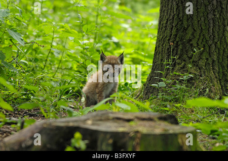 Europäischer Luchs Jungtier Felis lynx Lynx cub Bayern Bavière Deutschland Allemagne Banque D'Images