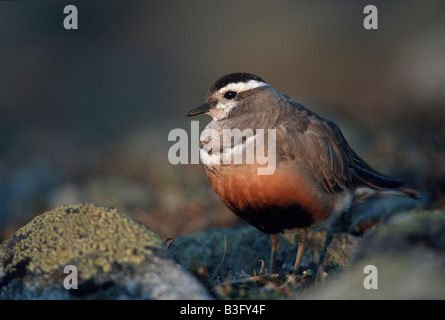 Mornellregenpfeifer Pluvier guignard Charadrius morinellus Banque D'Images