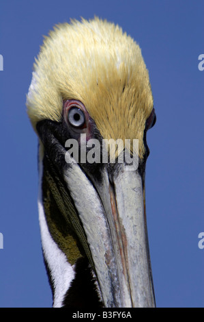 Braunpelikan Pélican brun Pelecanus occidentalis Banque D'Images