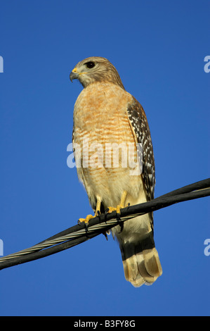 Rotschulterbussard Buteo lineatus Buse rouge Banque D'Images