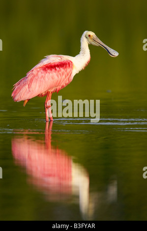 Rosaloeffler Ajaja ajaja Roseate Spoonbill Banque D'Images