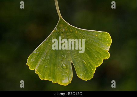 L'arbre de ginkgo et de feuilles Photo par Andrew Hasson le 1er septembre 2008 Banque D'Images