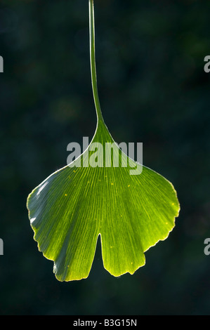 L'arbre de ginkgo et de feuilles Photo par Andrew Hasson le 1er septembre 2008 Banque D'Images