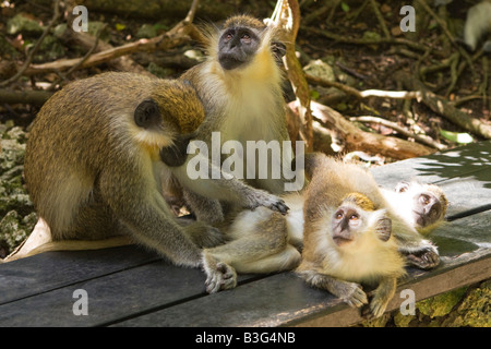 Les singes verts (Cercopithecus aethiops), réserve animalière de la Barbade Banque D'Images