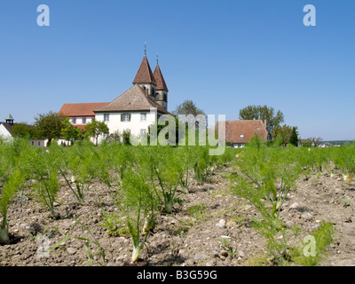 Deutschland, Insel Reichenau am Bodensee, Allemagne, île de Reichenau sur le lac de Constance Banque D'Images