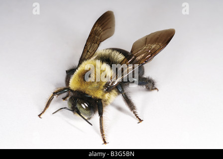 L'homme abeille charpentière Xylocopa virginica Banque D'Images