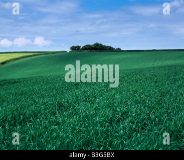 Un champ de nouvelles cultures se cultivant au début de l'été à West Buckland près de South Molton, Devon, Angleterre. Banque D'Images