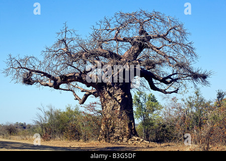 Baobab géant à feuilles caduques (Adansonia digitata), des milliers d'années, dans le Parc National Kruger est dénudé en hiver Banque D'Images