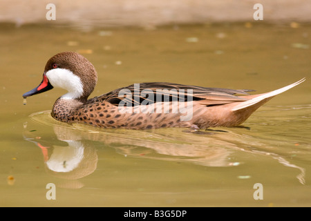 Dos blanc Canard pilet - Réserve naturelle de Graeme Hall, la Barbade Banque D'Images