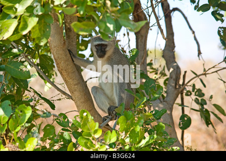 Femme singe vervet (Cercopithecus aethiops) assis dans un arbre. Banque D'Images