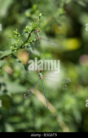 Une paire de l'accouplement de demoiselles, Willow Emerald Chalcolestes viridus Banque D'Images