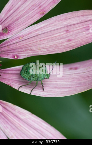 Un green shield bug larve Palomena prasina assis sur les pétales d'un Echinacea purpurea Échinacée Banque D'Images