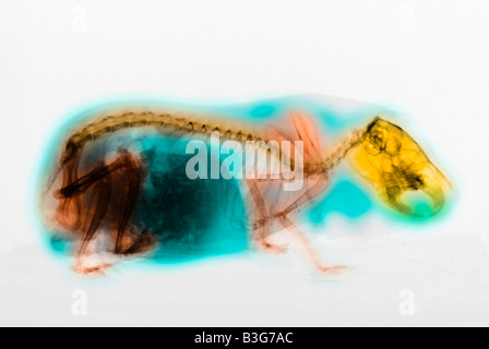 X ray d'un cochon Banque D'Images