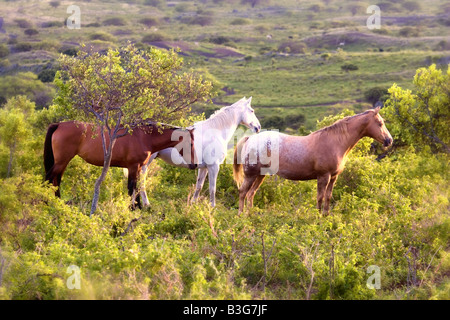 Trois chevaux à hawaii L'observation du soleil Banque D'Images