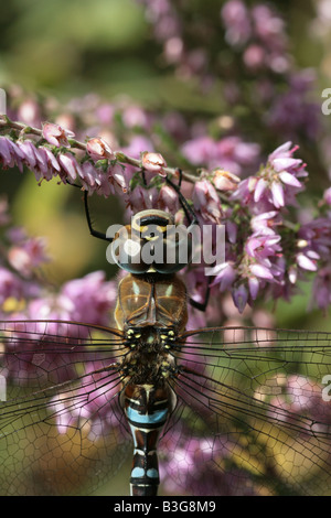 Hawker migrants Dragonfly Aesha mixta Banque D'Images