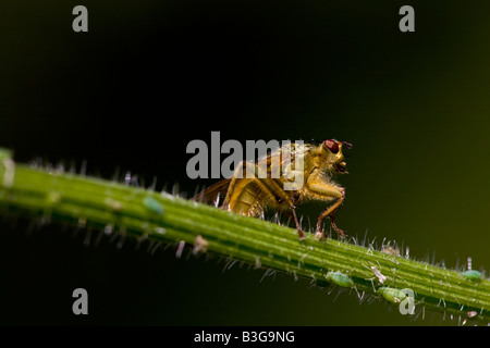 Jaune commun Dung fly ( Scathophaga stercoraria ) Banque D'Images